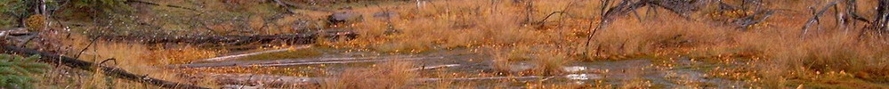 Banner fall scene